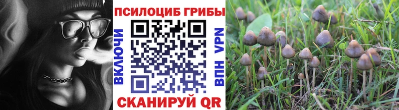 купить наркотики цена  Алексин  MEGA зеркало  Псилоцибиновые грибы Cubensis 